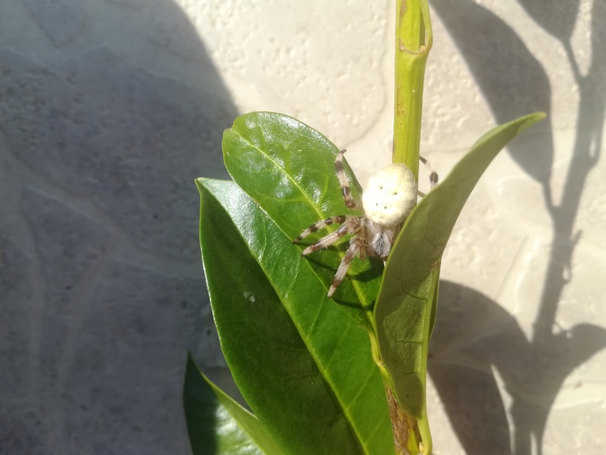 Araneus quadratus - négyes keresztespók