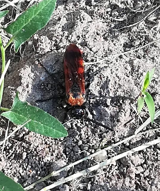 Megascolia maculata - óriás-tőrösdarázs