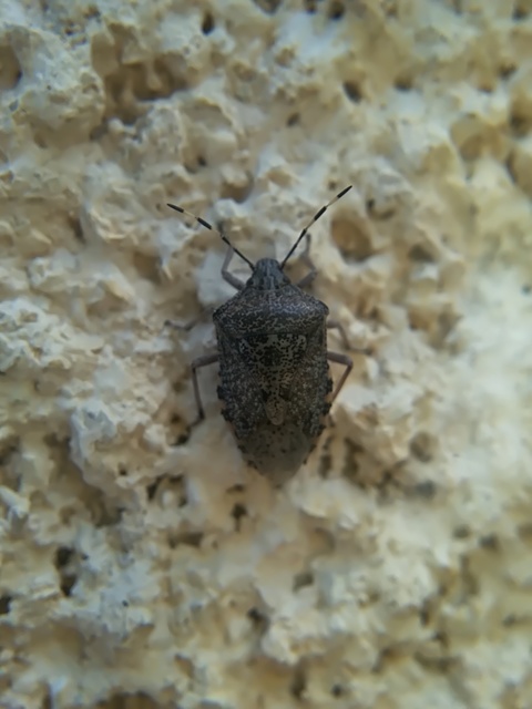 Rhaphigaster nebulosa - bencepoloska