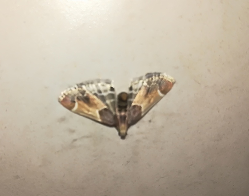Pyralis farinalis - lisztilonca