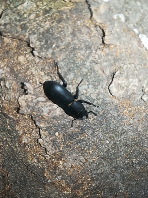 Dorcus parallelipipedus - kis szarvasbogár