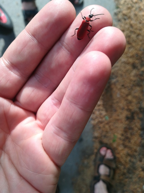 Pyrochroa coccinea - nagy bíborbogár