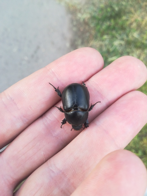 Pentodon idiota - butabogár