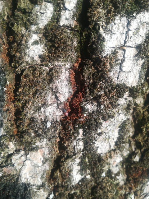 Oxycarenus lavaterae - hársbodobács